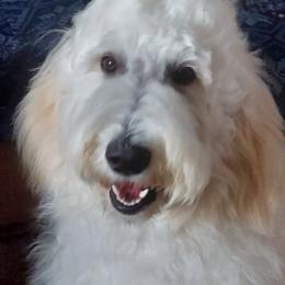 Goldendoodles from Teresa's Goldendoodles