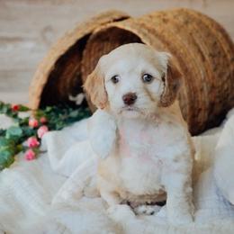 Navy girl - Buff female Cockapoo puppy in Missoula, Montana from Big Sky Cockapoos