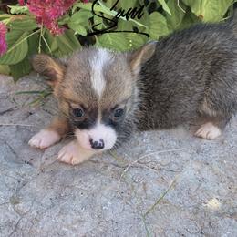 Pembroke Welsh Corgi Puppies from Circle D Corgis