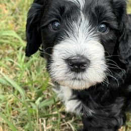Oliver - male Australian Mountain Doodle puppy in Claremont, North Carolina from Magnolia Grove Farms