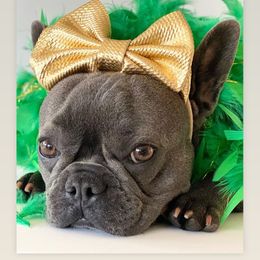 Cali - French Bulldog