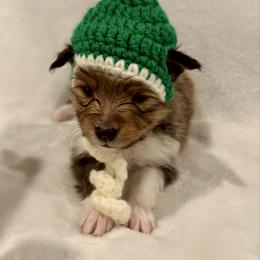 HULK - Sable & white male Toy Shetland Sheepdog puppy in Livonia, Michigan from M7’s Shelties, Toonies & AussieDoodles