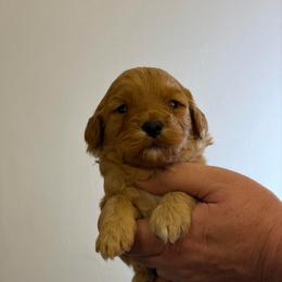 Holly - Red  female Goldendoodle puppy in Estesburg, Kentucky from Wet Goldendoodle Kisses