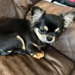 Bek - Chihuahua
