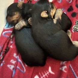 Yorkshire Terrier Puppies from Debbie’s Little Yorkies