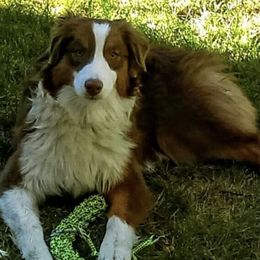 Australian Shepherds from Pauline Blake