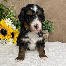 Queso - Tri-color male Bernedoodle puppy in Seymour, Missouri from D and D’s Dandy Doodles