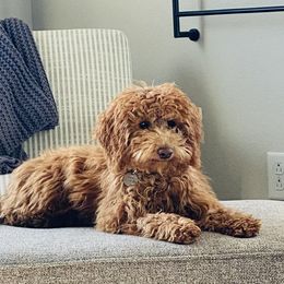 Bernedoodles and Goldendoodles from Brown’s Golden Paws