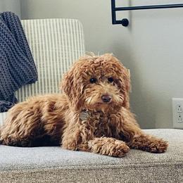 Bernedoodles and Goldendoodles from Brown’s Golden Paws