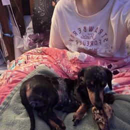 Cardi - Dapple female Dachshund puppy in Bakersfield, California from Dingle’s Dog House