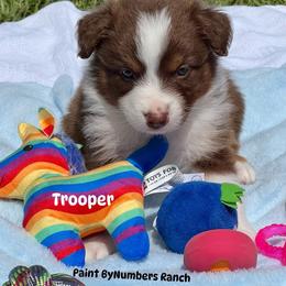 Trooper - Red tri-color male Australian Shepherd puppy in Magee, Mississippi from Paint ByNumbers Ranch