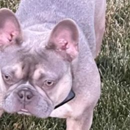 French Bulldogs from Family Frenchies