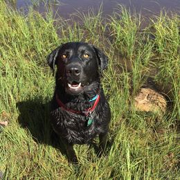 Labrador Retrievers from Rocky Mountain Dogs - Utah