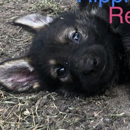 Girl 2 - German Shepherd puppy in Crown Point, Indiana from Nordwolfe