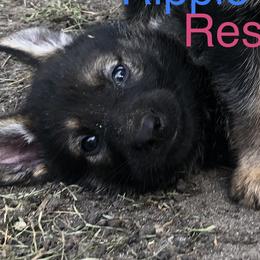 Girl 2 - German Shepherd puppy in Crown Point, Indiana from Nordwolfe