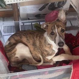 Spark - Red brindle Whippet puppy in Pnw, Washington from Brystal Whippets