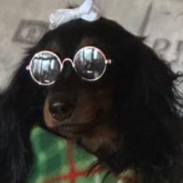 Abie - Dachshund