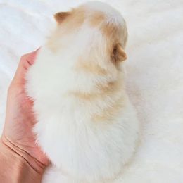 Pomeranian Puppies from Deborah's Darlings