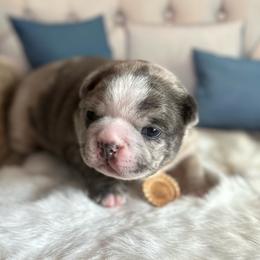 Phlox (Frenchton) - Blue male Companion Cross puppy in Peru, Indiana from Angie's Little Bostons And Frenchies