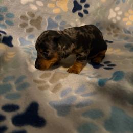 Heather - Dapple female Dachshund puppy in Conroe, Texas from Dots Dachshunds