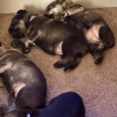 Ophelia - Pepper and salt female Standard Schnauzer puppy in Etna, Maine from Kinobi Standard Schnauzers