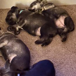 Ophelia - Pepper and salt female Standard Schnauzer puppy in Etna, Maine from Kinobi Standard Schnauzers