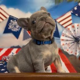Ethan - Tricolors male French Bulldog puppy in Spokane, Washington from Lilac City Frenchies