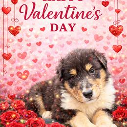 Kit - Black white and tan female Collie puppy in Carencro, Louisiana from Cajun Bayou's Collies LLC