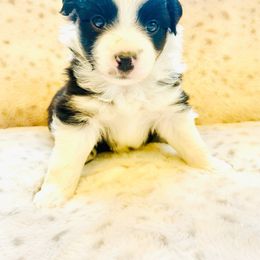 Rosie - Black tri female Miniature Australian Shepherd puppy in Louisville, Mississippi from Kristy’s Kennels