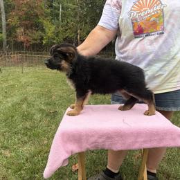 Wyvern - Black and red female German Shepherd puppy in King, North Carolina from Golly-G German Shepherds