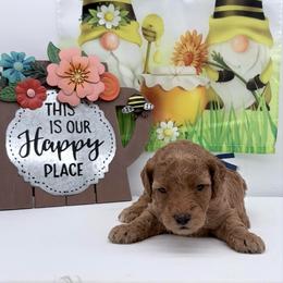 Blue Cosmo - Apricot male Goldendoodle puppy in Cincinnati, Ohio from KSchott Kennels