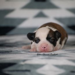 Chinese Crested Puppies from Qilin Chinese Crested