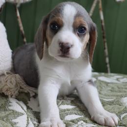Ziggy - Black tan and white male Beagle puppy in Susanville, California from Homegrown Beagles