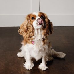 Cavalier King Charles Spaniel and Golden Retriever All Grown Up from Emerald Grove Puppies