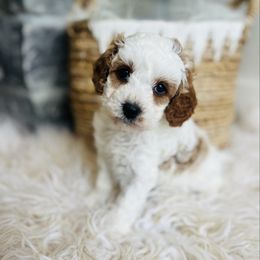 Ringo - Red male Cavapoo puppy in Natural Bridge, Virginia from Padgetts Hill Puppies