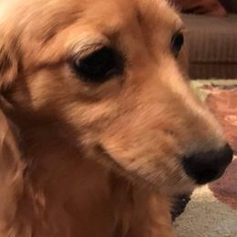 Dachshunds from Garridachs