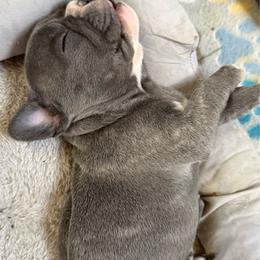 Red collar - Blue male French Bulldog puppy in Livingston, Texas from Drake Home Frenchies