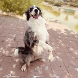 Rocky - Border Collie