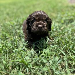 Purple - Brown female Cocker Spaniel puppy in Palestine, Texas from Chocolate Cocker Spaniels