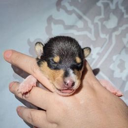 Cascade - Black white and tan female Collie puppy in Dickson, Tennessee from Ceilidh Collies