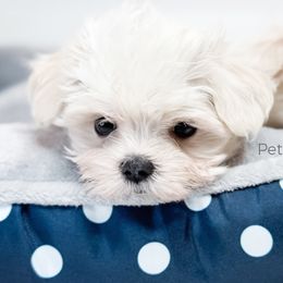 Girl 2 - Maltese puppy in Tampa, Florida from Petite Pawz