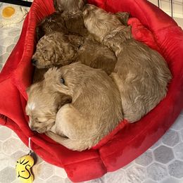 Goldendoodle Puppies from Mandi's Doodles