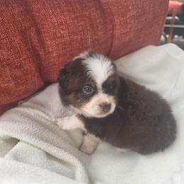 Girl 1 - Red tri-color female Miniature American Shepherd puppy in Griswold, Connecticut from Flatrock Kennels of CT