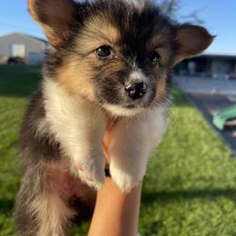 Pembroke Welsh Corgi Puppies from Alexander McGary