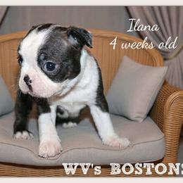 Ilana - Black brindle and white female Boston Terrier puppy in North Central, Vermont from Windy Valley’s Bostons