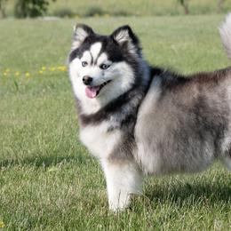 Everest - Pomsky