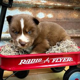 Finn - Red and white male Siberian Husky puppy in Union Grove, Alabama from Southern Siberian Life