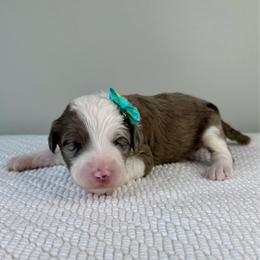 Funnel Cake - Blue merle and white female Sheepadoodle puppy in Adams, Nebraska from Boxcar Doodles and Poodles