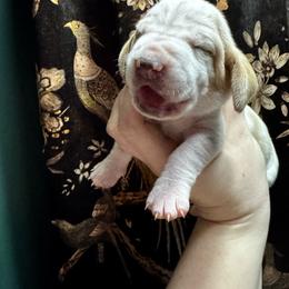 Odette - Lemon and white female Basset Hound puppy in Bellaire, Ohio from Blessed Bassets