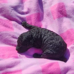Poodle Puppies from C&K's Poodle Patch